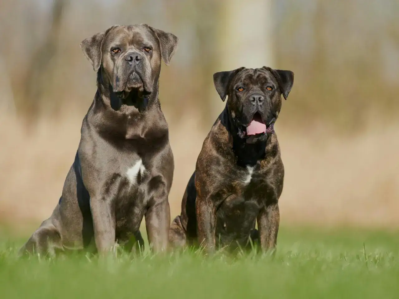 Deux chiens de race Cane Corso, souvent perçus comme un kangal chien dangereux, assis sur l'herbe. L'un est gris, l'autre bringé.