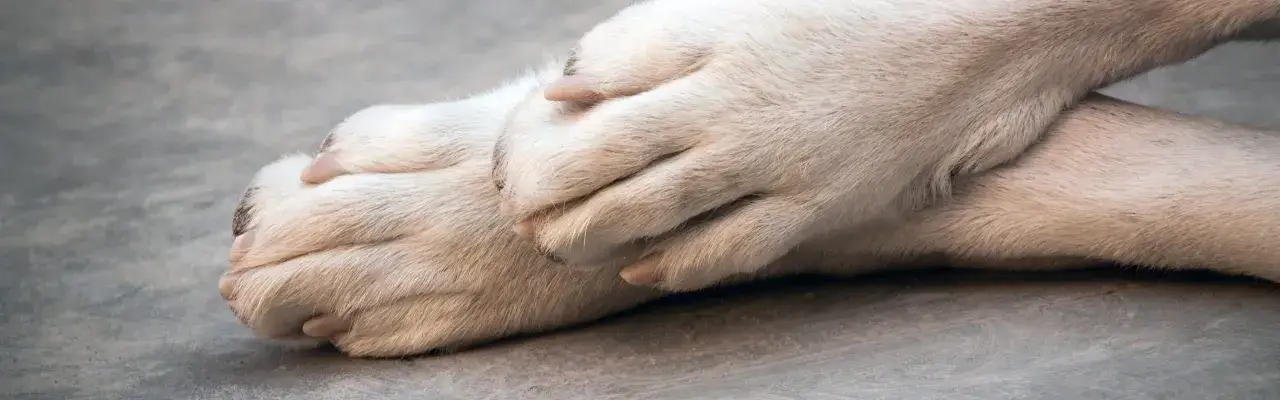 Pattes douces d'un chien, peut-&ecirc;tre en phase terminale de cancer, reposant sur un sol gris.