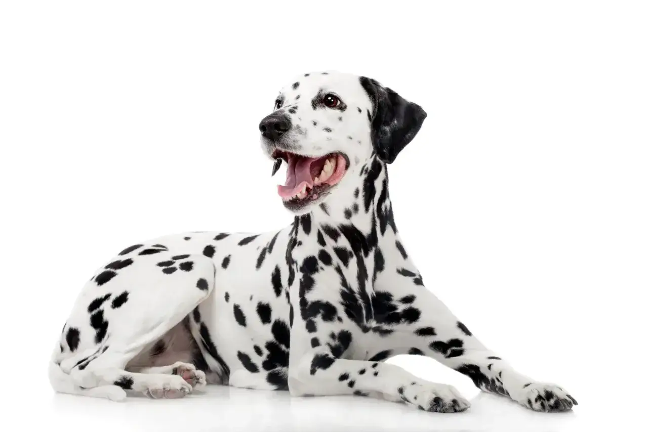 Un dalmatien au caract&egrave;re joueur, couch&eacute; sur fond blanc, la gueule ouverte et la langue rose visible, ses taches noires contrastant avec son pelage blanc.