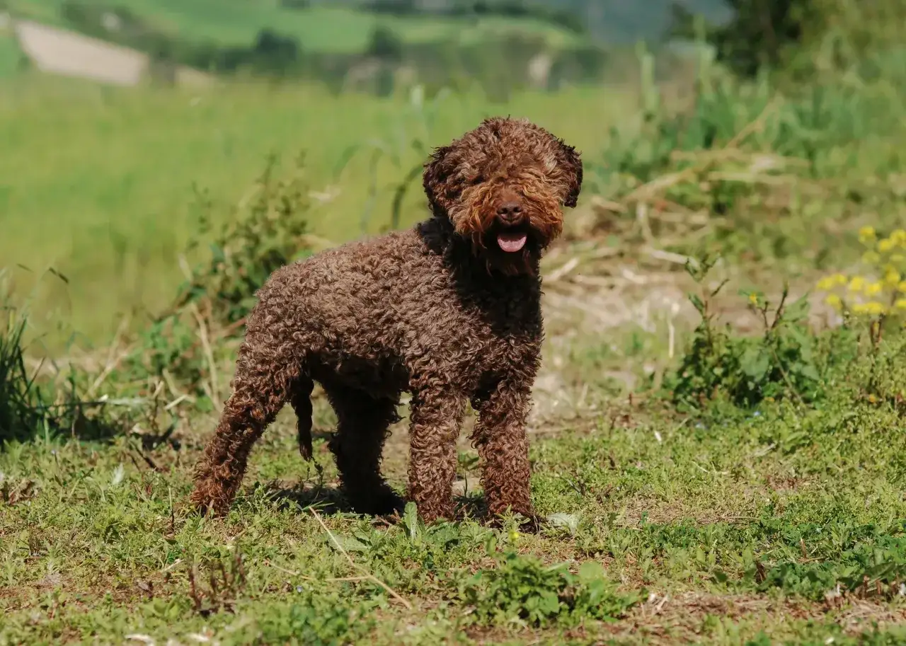 Un chien truffier marron aux poils bouclés, le museau couvert, est debout dans un champ verdoyant, prêt à débusquer des trésors cachés.