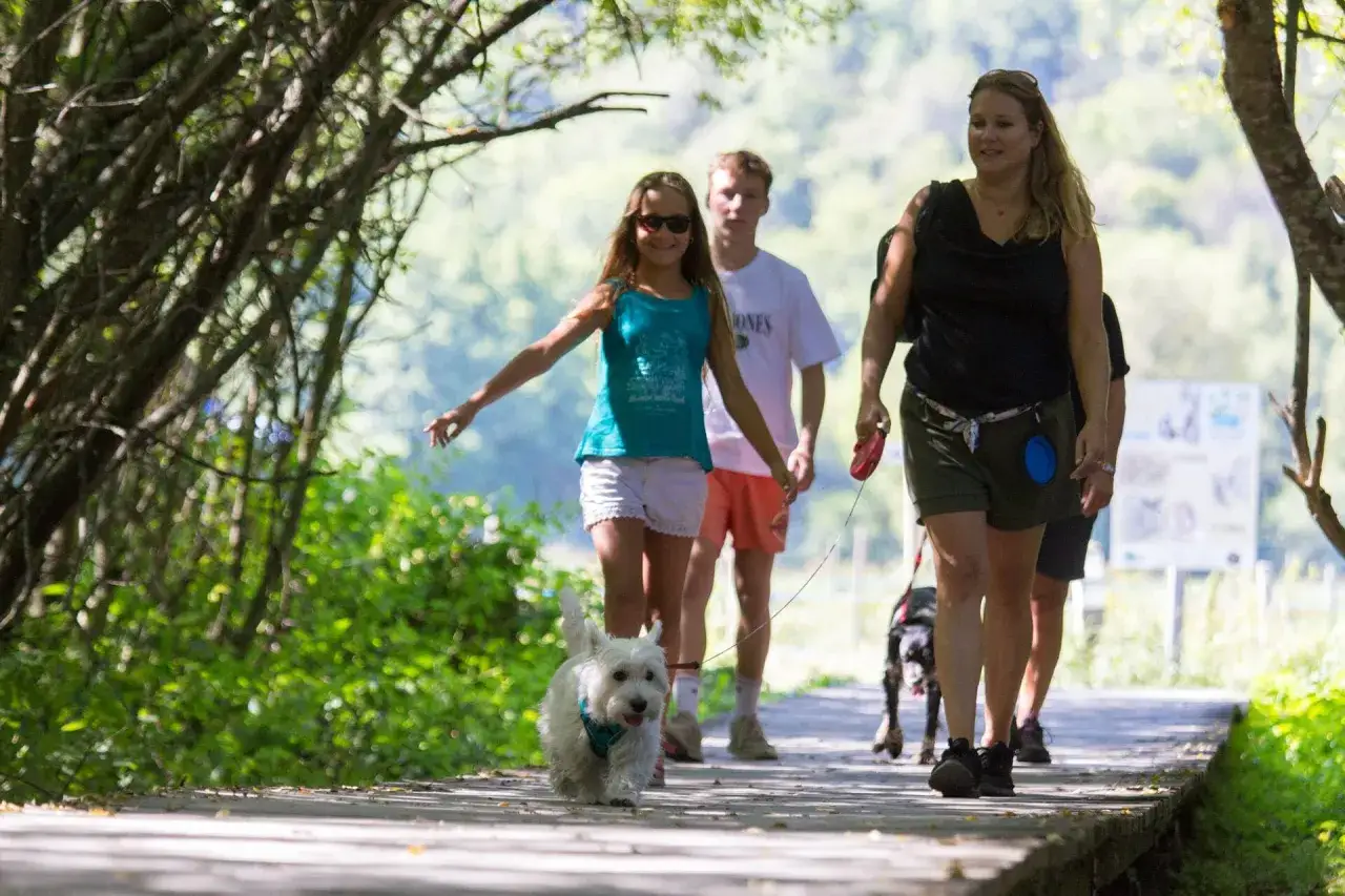 Une famille profite d'une promenade avec son chien près du Puy de Sancy. Le petit chien blanc gambade joyeusement sur le chemin en bois.
