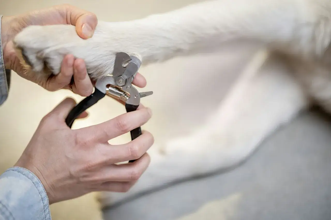 Main tenant une patte de chien, une personne utilise un coupe-griffes pour couper une griffe cass&eacute;e sans saignement.