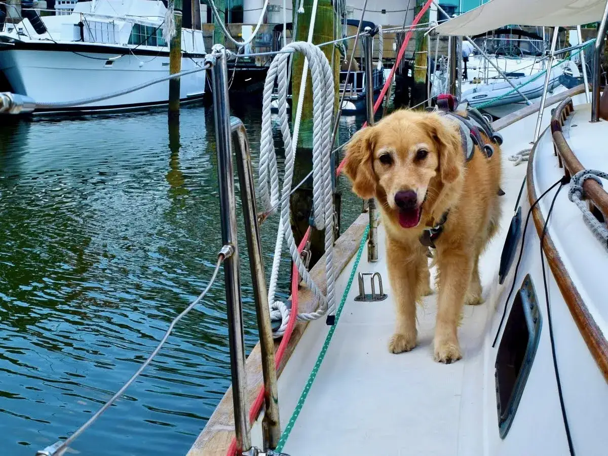 Un adorable golden retriever profite de sa croisière avec chien, prêt pour l'aventure sur le pont d'un voilier.