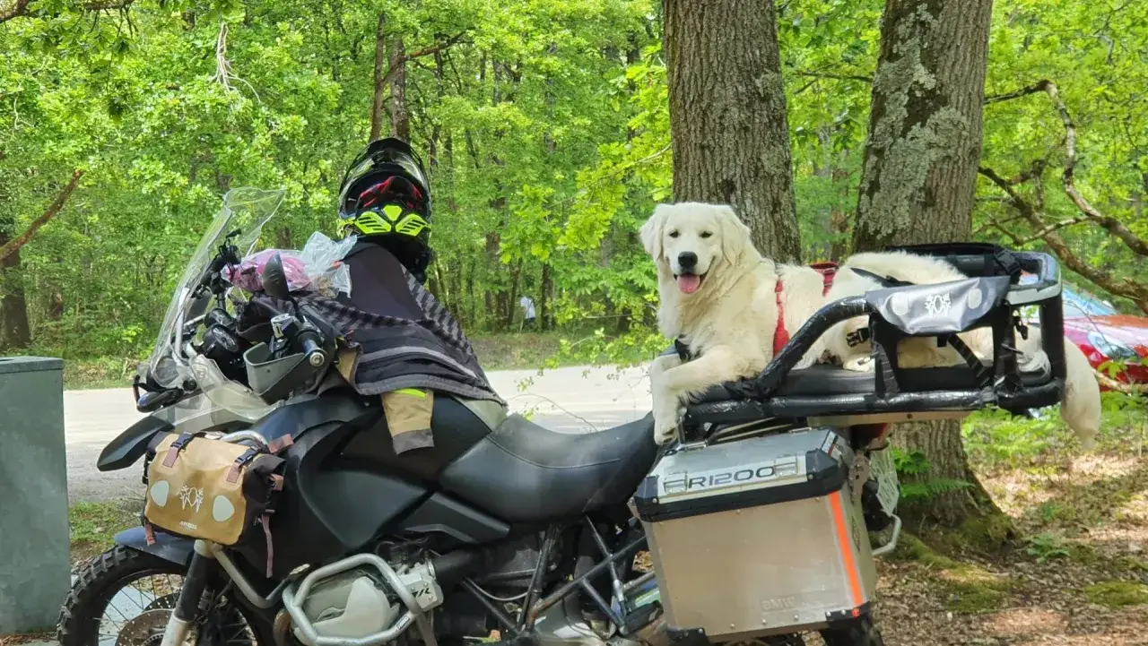 Un chien golden retriever est prêt pour le transport en moto, confortablement installé à l'arrière.