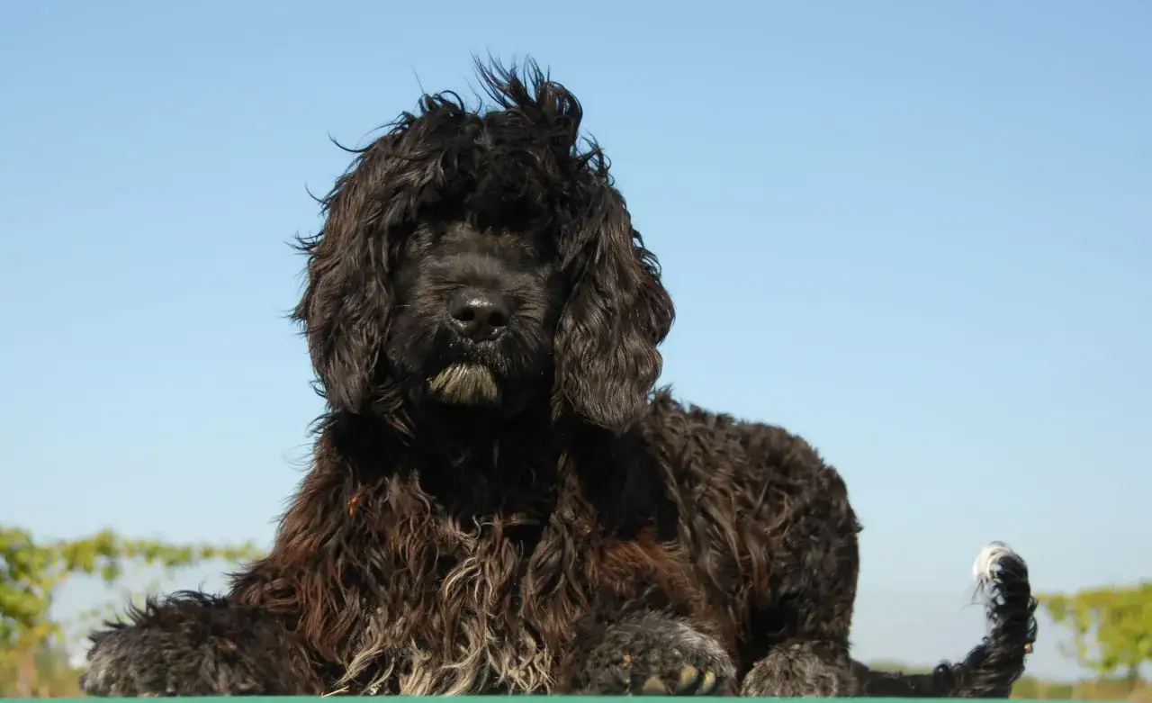 Un adorable chien portugal, au poil noir et bouclé, pose sous un ciel bleu.