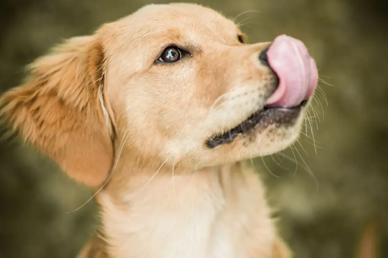 Un adorable chien qui se lèche les babines, attendant avec impatience une friandise.