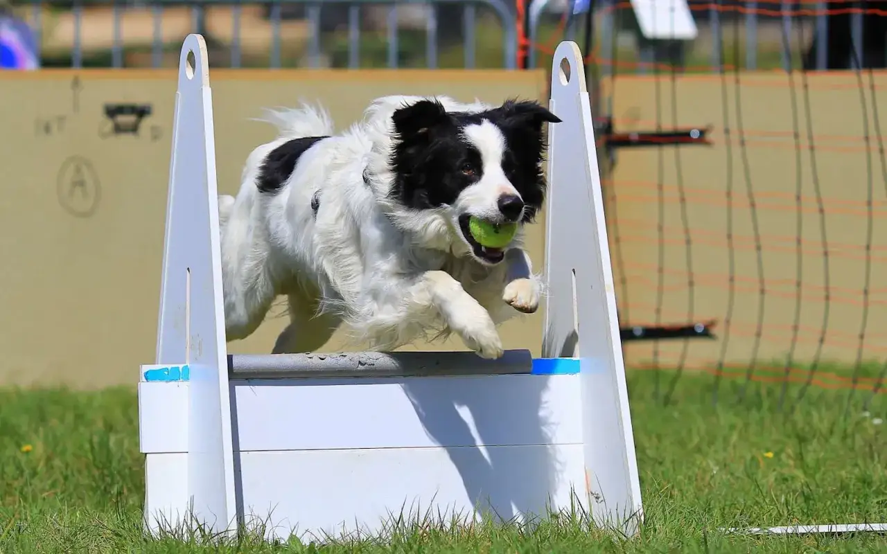 Un chien border collie en plein saut, balle verte en gueule, lors d'une comp&eacute;tition de flyball.