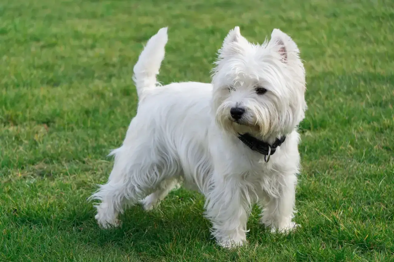 Un adorable westie chien blanc, au poil touffu, se tient fi&egrave;rement sur une pelouse verte.