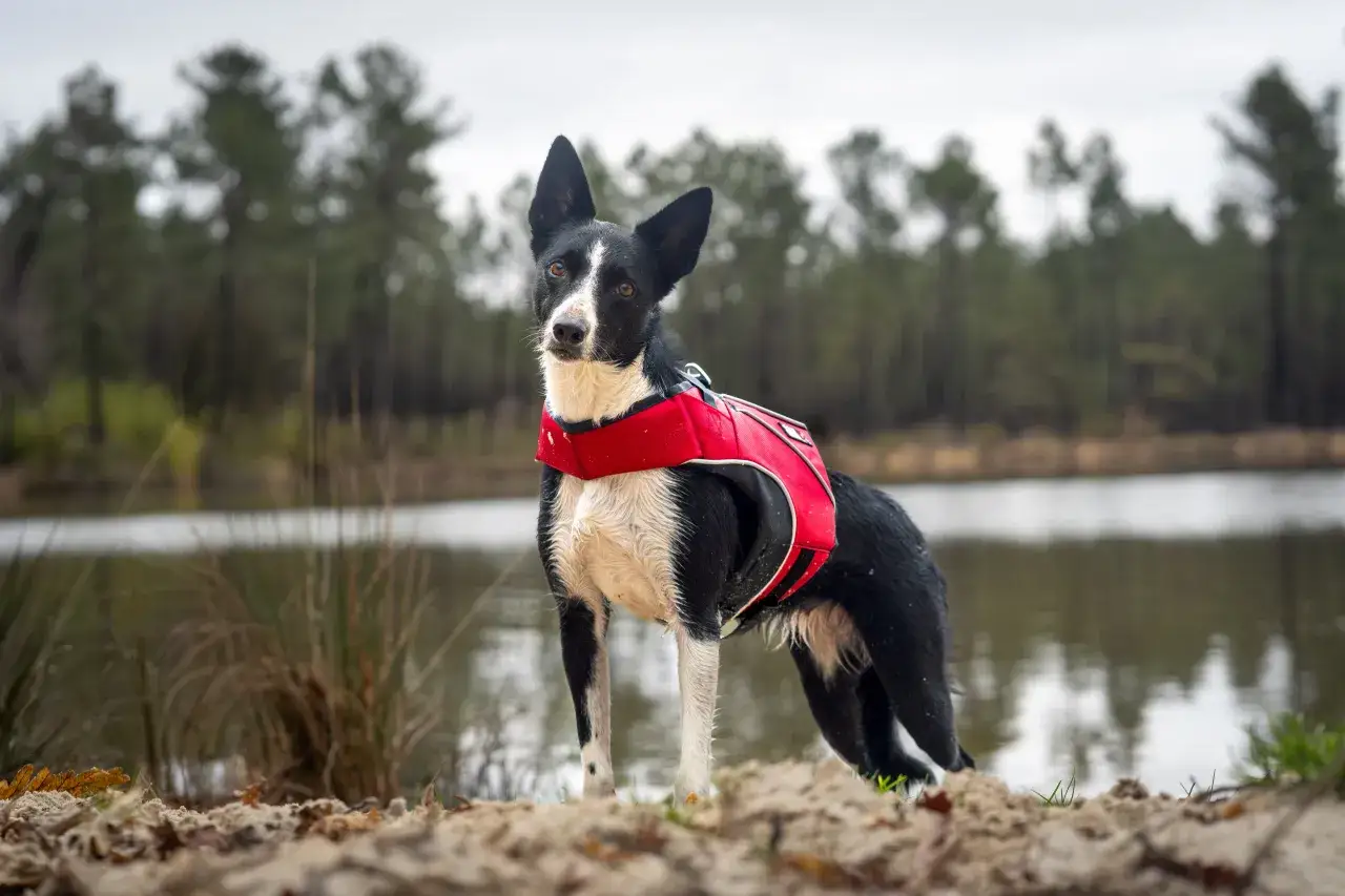 Chien noir et blanc avec un gilet rouge, prêt à nager dans le lac. Le lac est autorisé aux chiens.