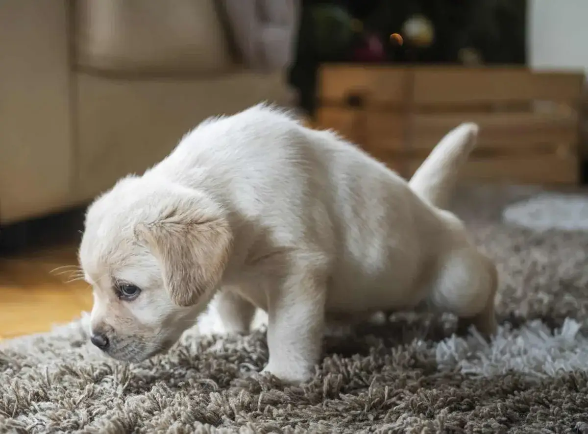 Un chiot labrador blanc, tout doux, explore le tapis. Il a une posture qui fait penser que mon chien fait pipi comme une femelle.