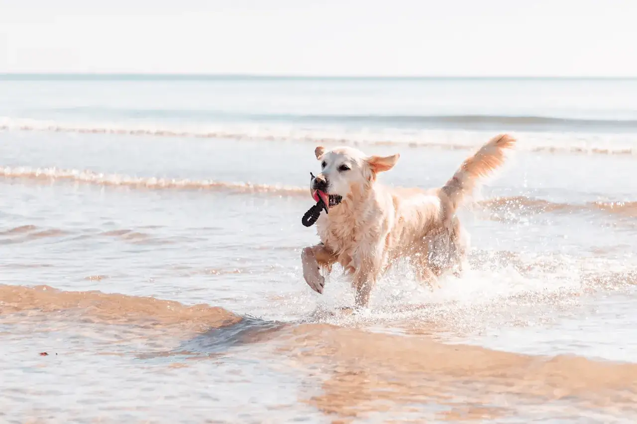 Un golden retriever joueur court dans les vagues sur la plage des chiens à La Grande-Motte, une corde dans la gueule.