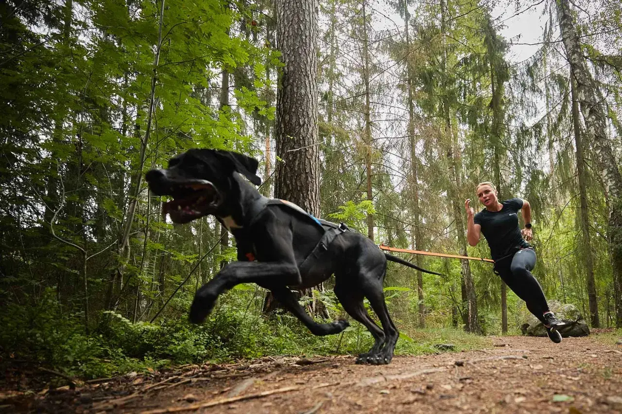 Une femme court dans une forêt, tirée par son chien noir grâce à une ceinture et une laisse de canicross.