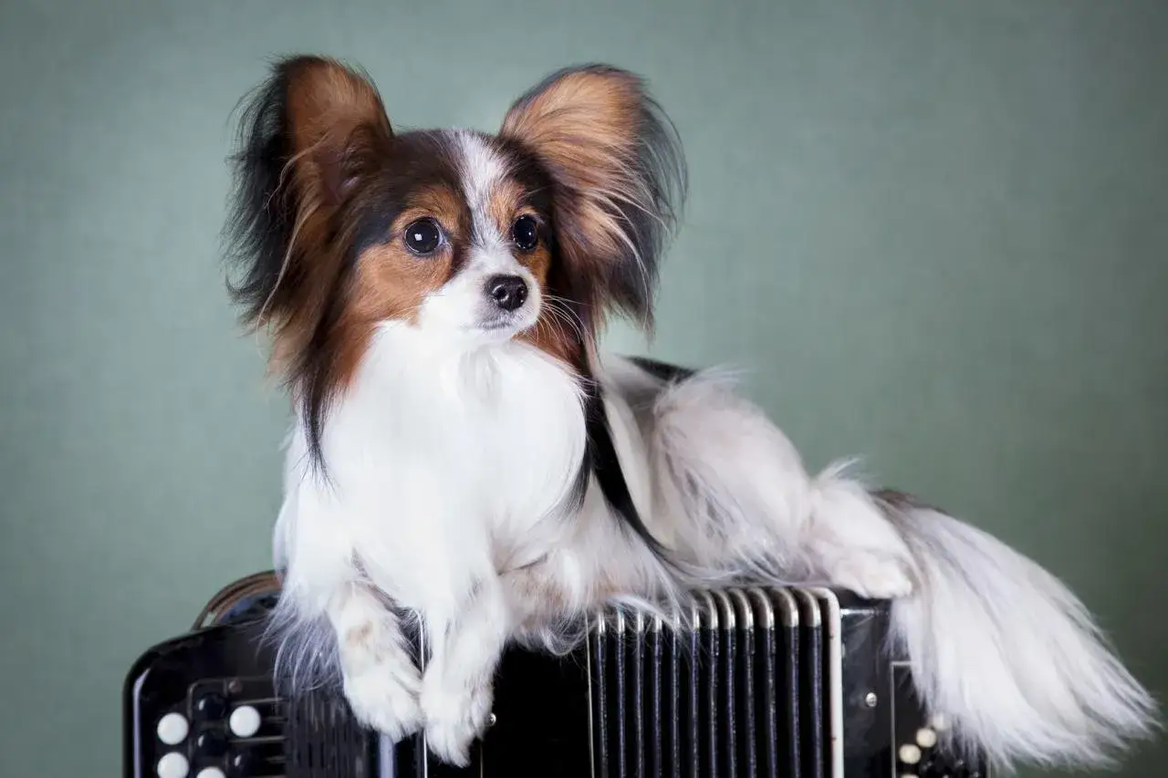 Un adorable chien épagneul papillon, aux grandes oreilles, est assis sur un accordéon, prêt à jouer une mélodie entraînante.