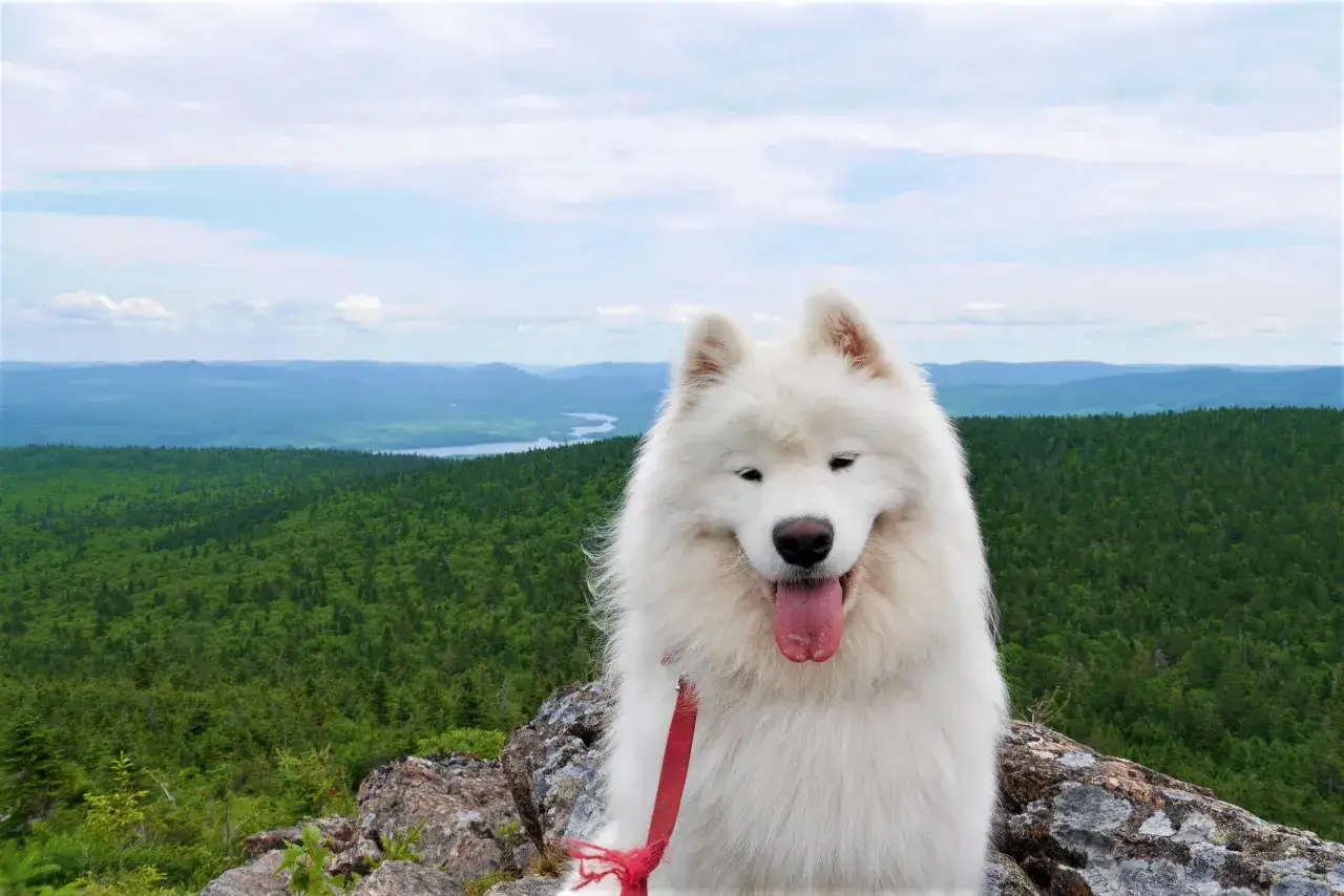 Un Samoyède heureux sur un rocher, avec une vue panoramique sur des forêts et des montagnes au Canada. Ce chien est prêt pour son billet avion chien Canada.