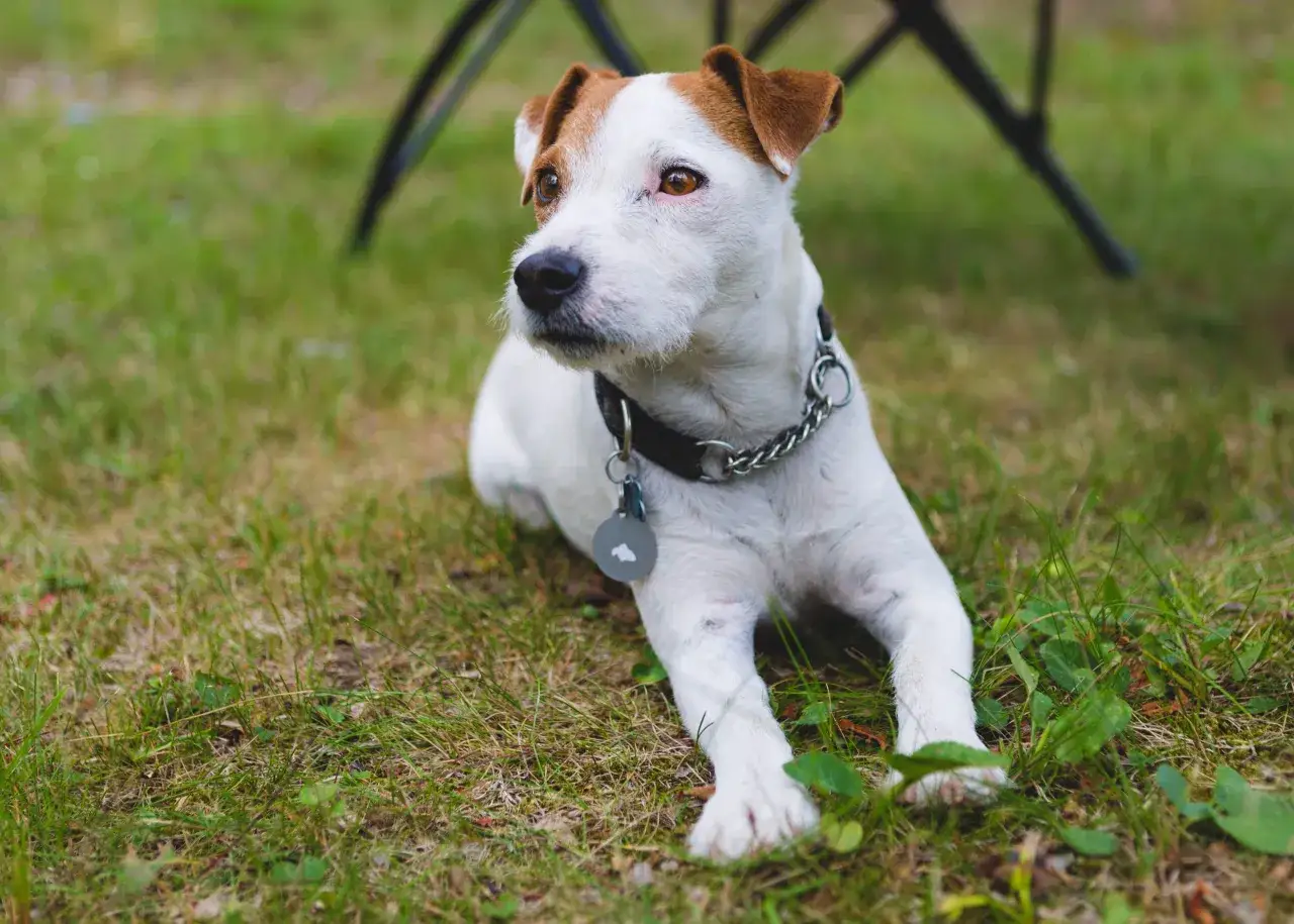 Un adorable Jack Russell, portant un collier avec une médaille, se repose sur l'herbe verte, l'air attentif.