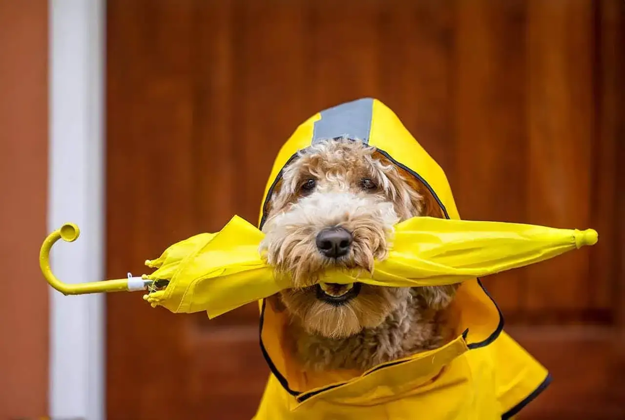 Un adorable chien en costume jaune, portant un parapluie jaune dans sa gueule, prêt pour la pluie.