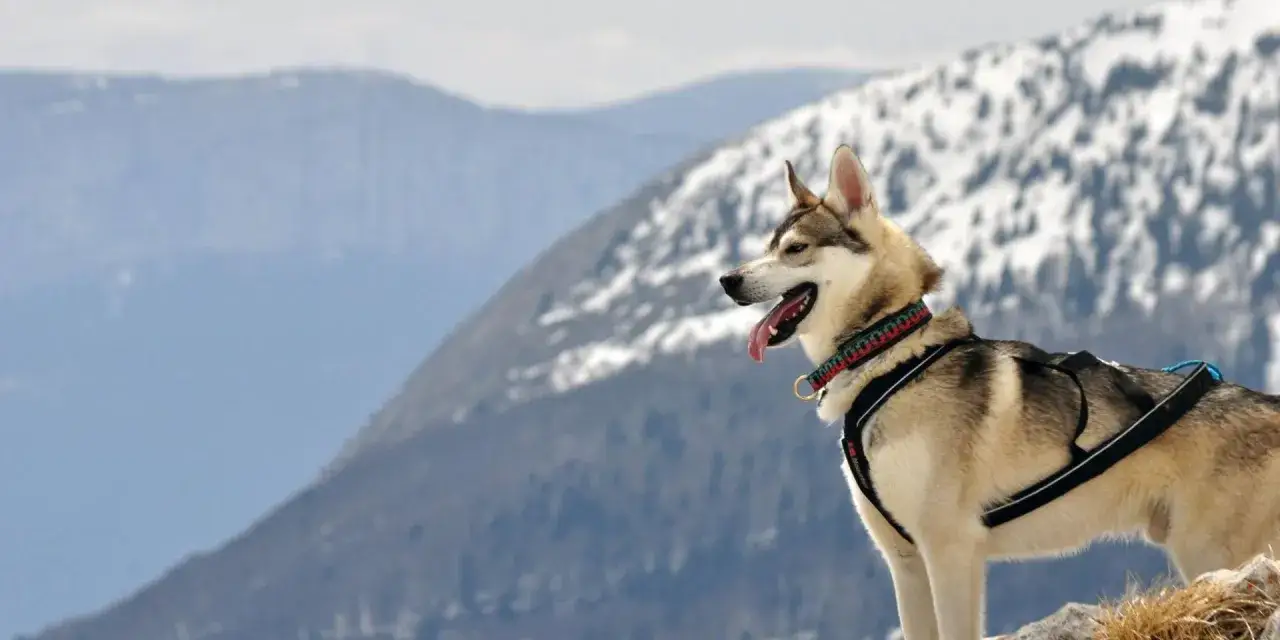 Un husky heureux profite d'un week-end nature avec des animaux dans un paysage montagneux enneigé.