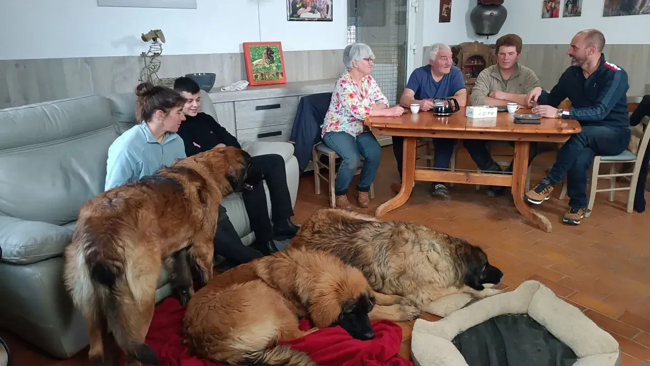 Une famille partage un moment convivial autour d'une table, entour&eacute;e de ses Leonbergers. Leur caract&egrave;re doux et paisible est palpable.