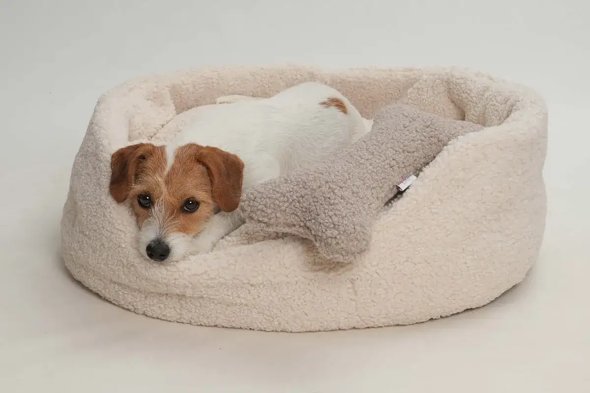 Un adorable Jack Russell se repose dans un panier chien rond moelleux, blotti contre un jouet en forme d'os.