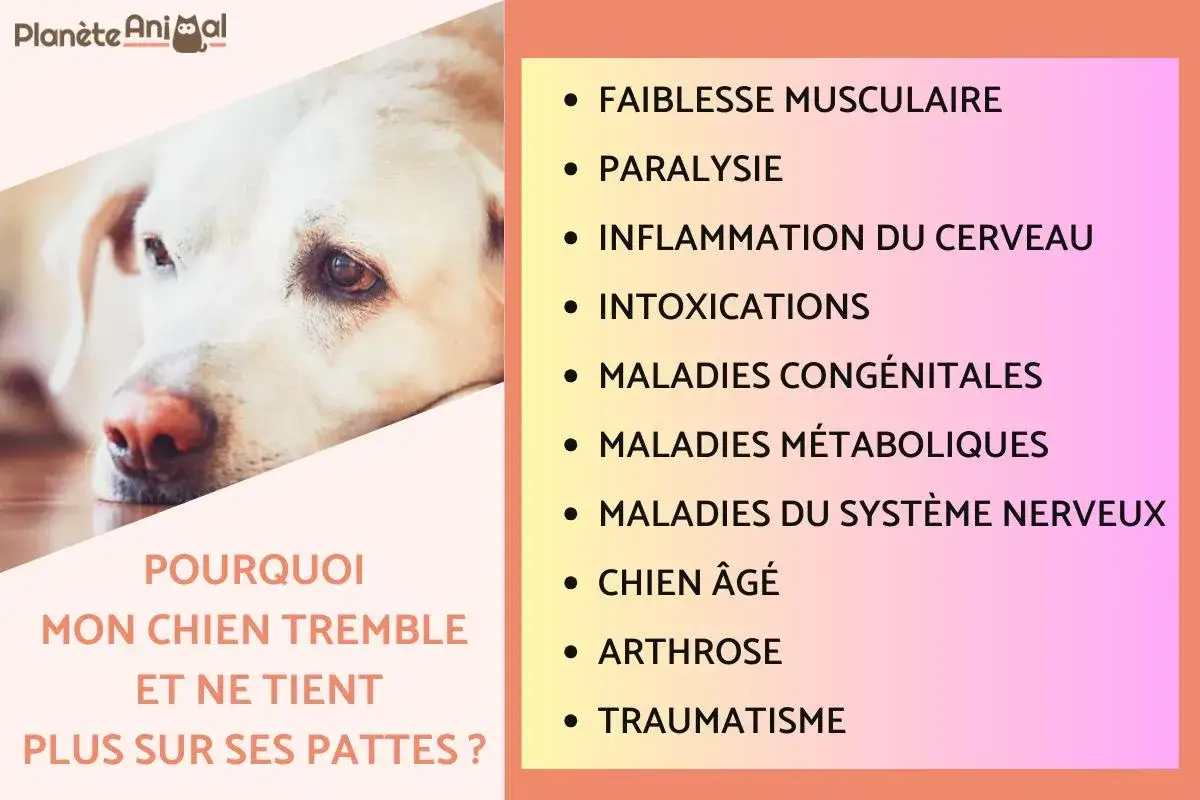 Un chien au regard triste, qui tremble et ne mange pas. Causes possibles : faiblesse musculaire, paralysie, intoxication, arthrose, etc.
