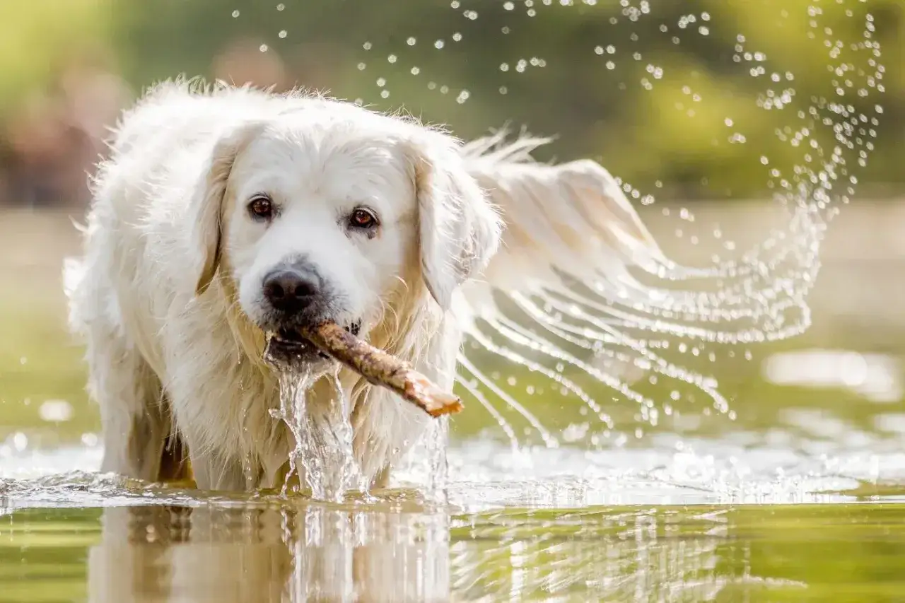 Un chien blanc joyeux, bâton en gueule, éclabousse dans un lac. L'eau scintille, créant un arc-en-ciel de gouttelettes autour de lui.