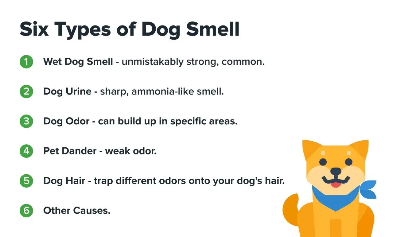 Six types d'odeurs de chien : mouillé, urine, odeur générale, squames, poil qui piège les odeurs. Mon chien sent mauvais, mais voici pourquoi.