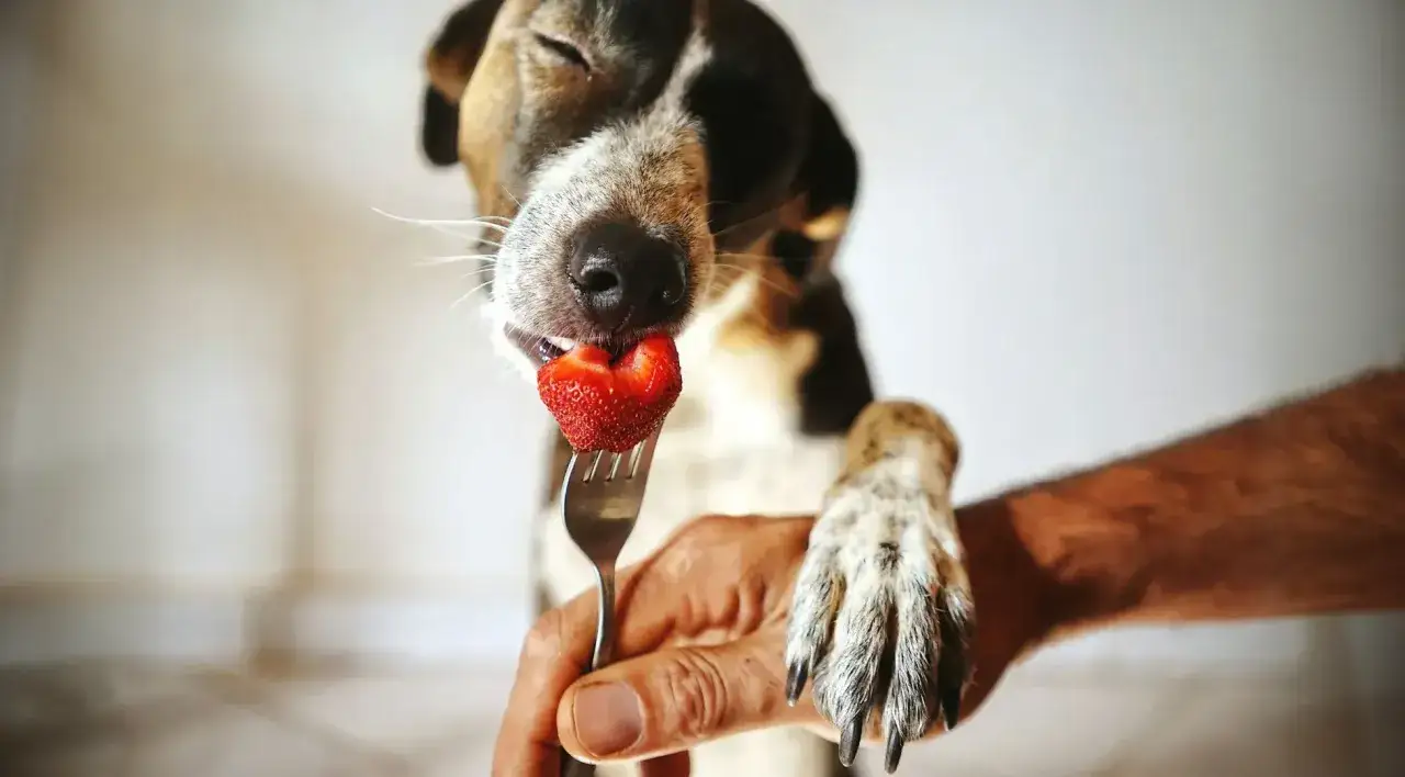 Un chien gourmand déguste une fraise sur une fourchette, sa patte posée sur la main de son humain.