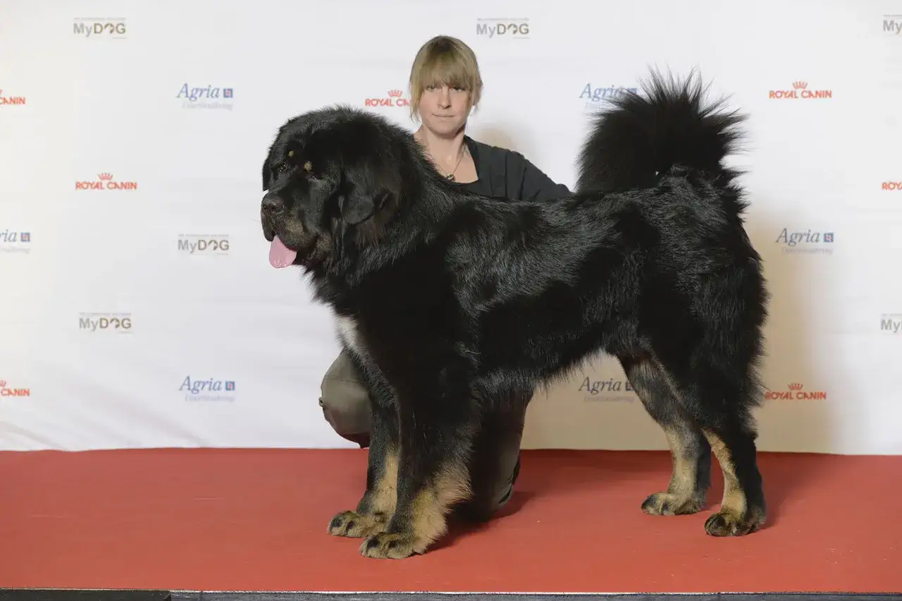 Un impressionnant dogue du Tibet, imposant par sa taille, se tient fi&egrave;rement sur un tapis rouge.