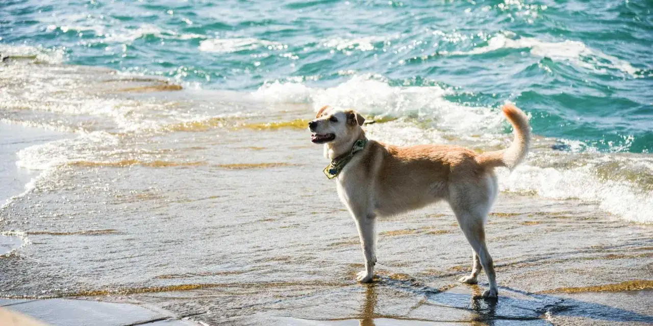 Un chien heureux profite de l'eau sur une des plages autorisées aux chiens du Var.