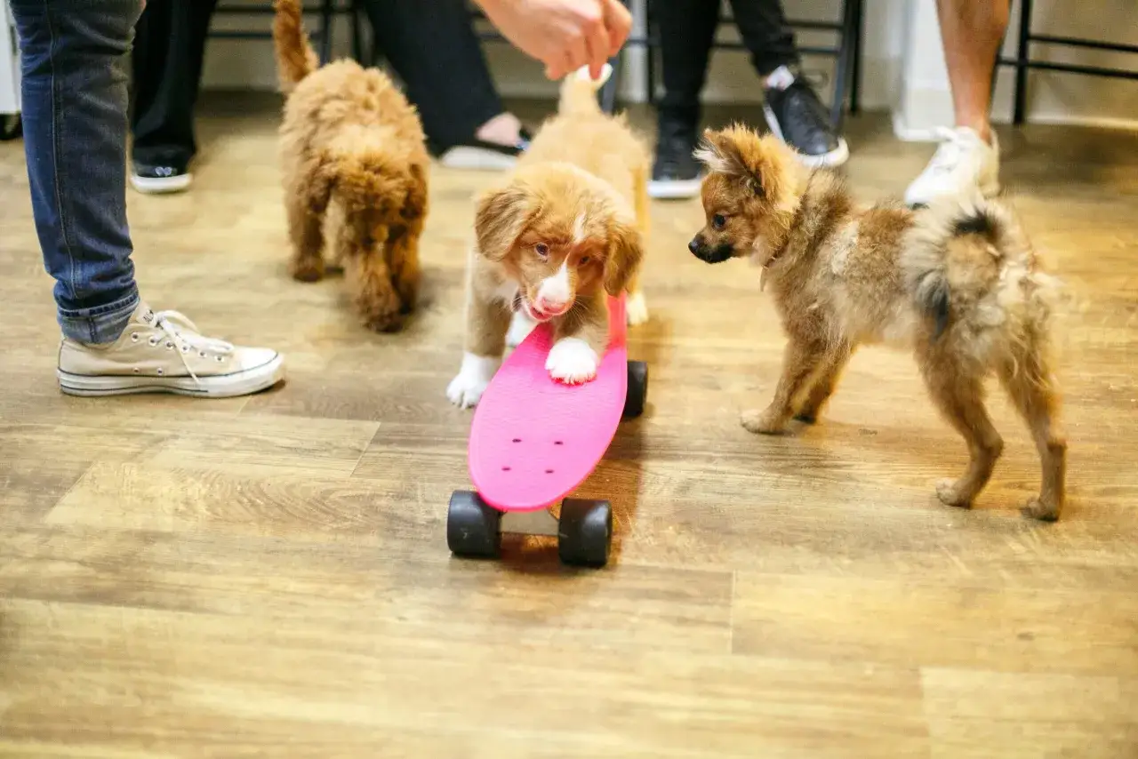 Trois chiots découvrent un skateboard rose, une scène de socialisation pour chiots pleine de curiosité et de jeu.
