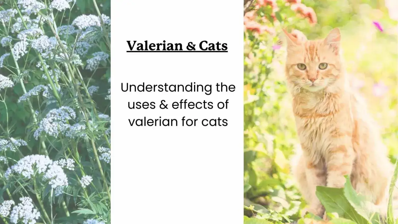 Un chat roux curieux près de la valériane. Comprendre les effets de la valériane sur les chats, y compris les dangers potentiels.