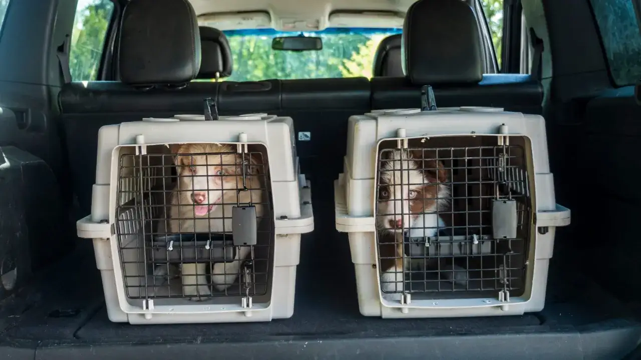 Deux chiots dans des caisses de transport dans le coffre d'une voiture. Une solution sûre pour comment attacher son chien dans le coffre.