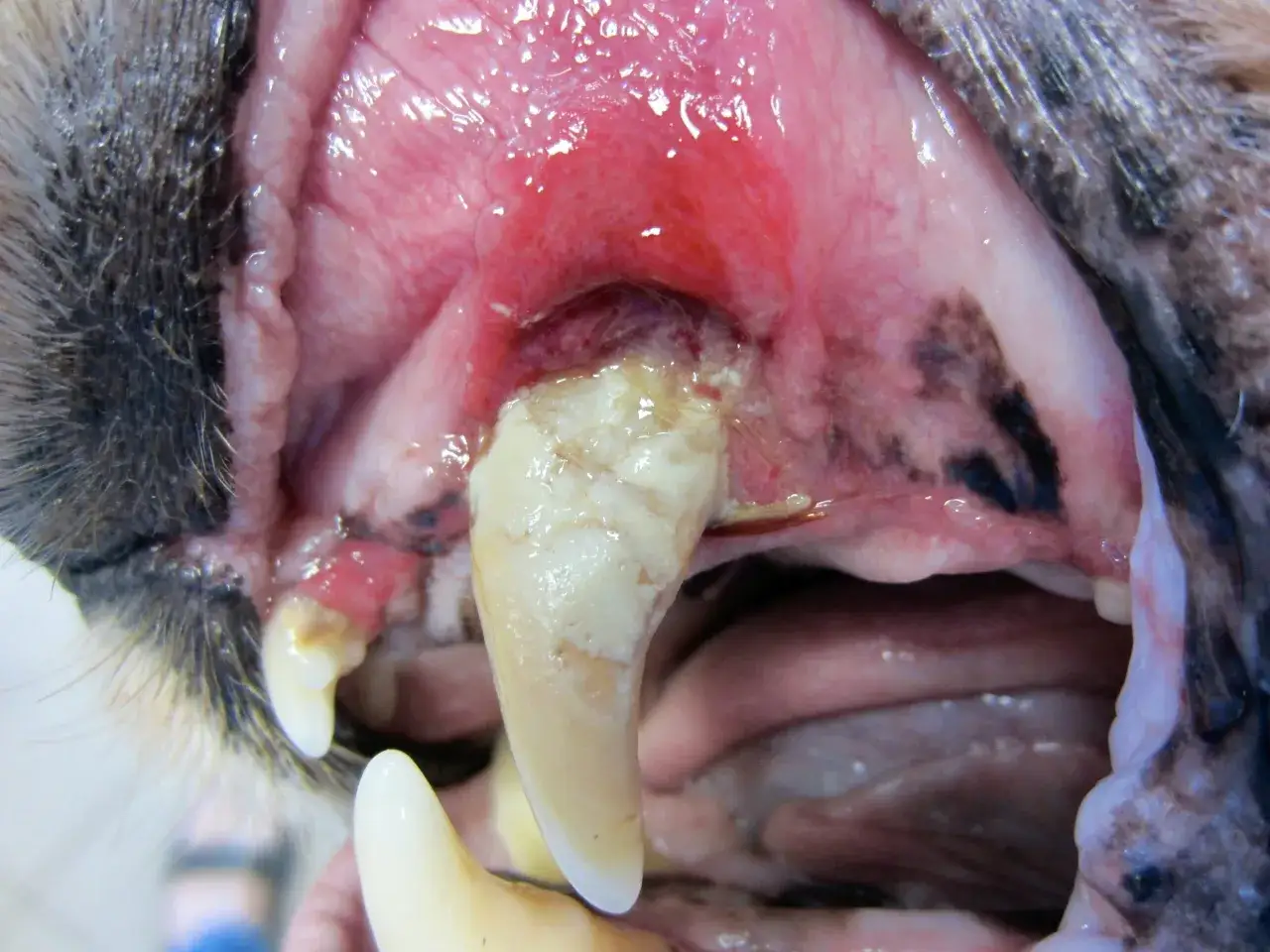 Gros plan sur la gueule d'un chien, montrant une dent très abîmée et une gencive enflammée. Si mon chien a une dent qui bouge, que faire ? Consulter un vétérinaire.