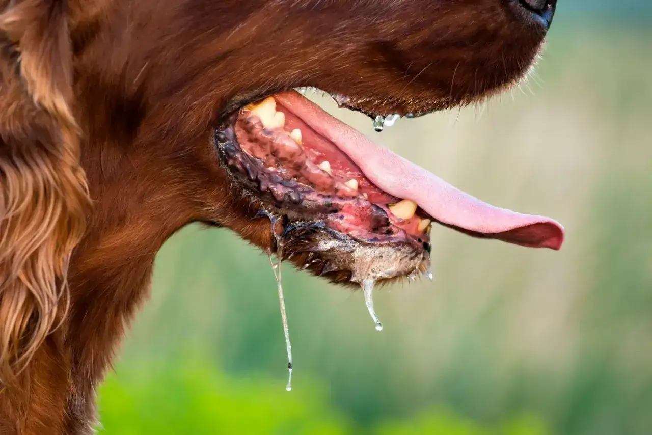Gros plan sur la gueule d'un chien brun, la langue pendante et baveuse. Une salivation excessive peut être un symptôme de rage chez le chien.