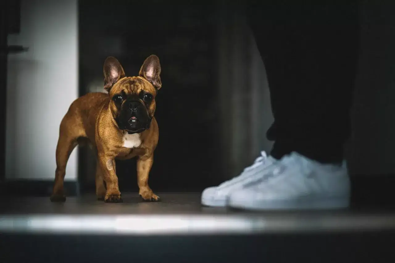 Un bouledogue français brun regarde fixement, prêt à suivre son humain, soulevant la question : pourquoi mon chien me suit aux toilettes ?