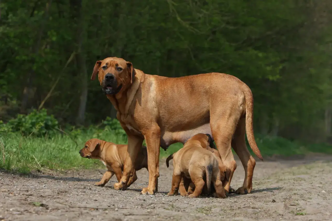 Une m&egrave;re chien Tosa surveille ses chiots qui t&egrave;tent.
