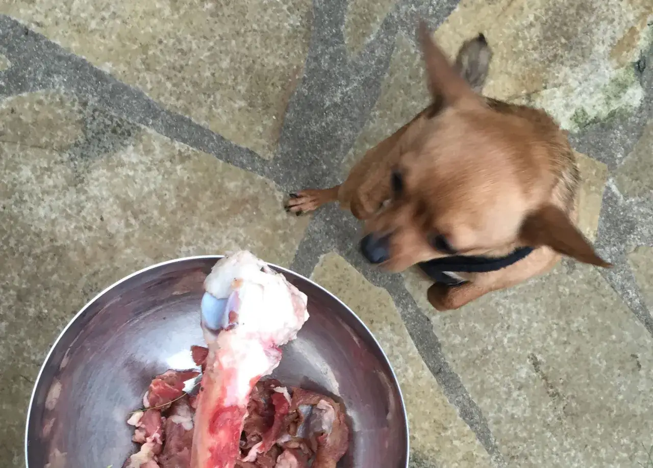 Un petit chien brun regarde avec envie un bol rempli de viande et d'os, peut-être du foie de chien.