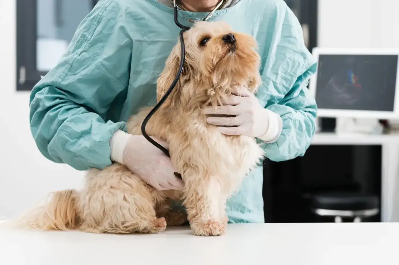 V&eacute;t&eacute;rinaire examinant un chien qui ne mange pas, possiblement &agrave; cause d'une pancr&eacute;atite. Le chien est tenu par le v&eacute;t&eacute;rinaire qui utilise un st&eacute;thoscope.