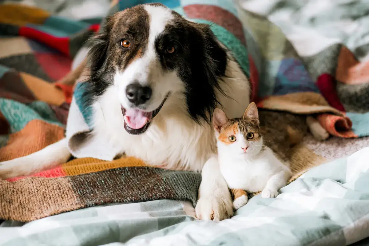 Un chien et un chat se prélassent ensemble sous une couverture colorée, partageant un moment de complicité paisible.