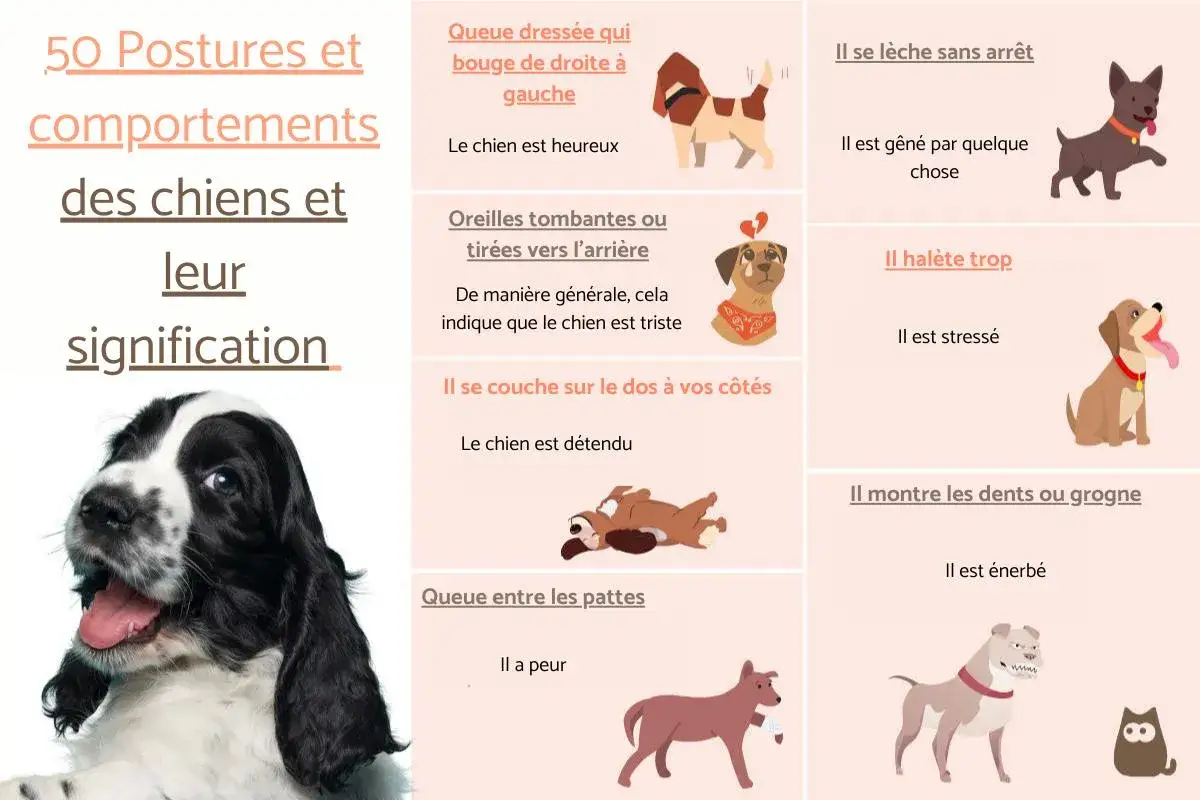 Un chien aux oreilles tombantes, l'air triste, illustre la signification de ce comportement canin.