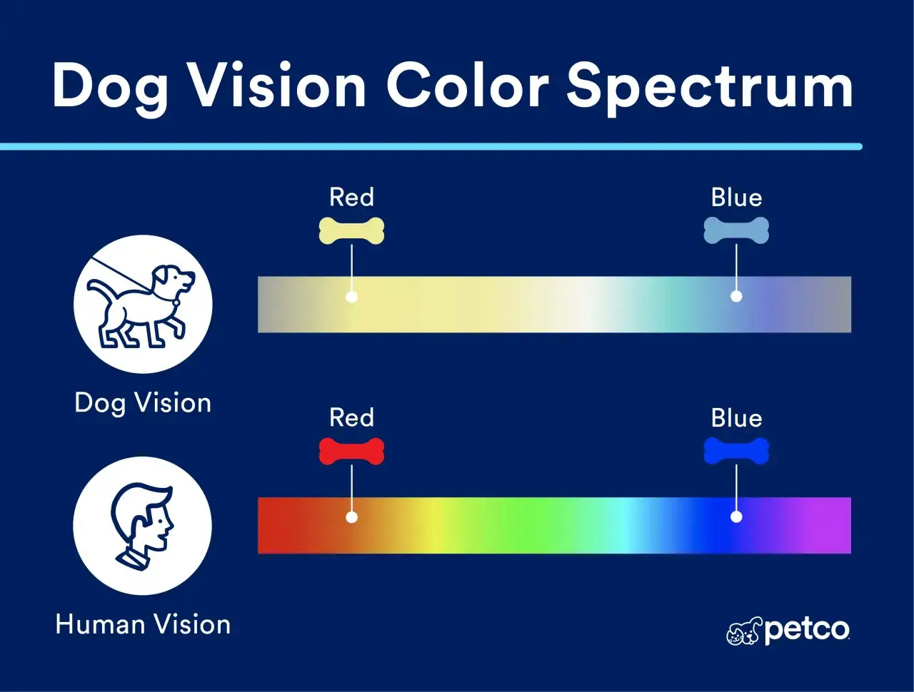 Comparaison de la vision des couleurs : comment voit un chien. Les chiens perçoivent le rouge comme jaune et le bleu comme bleu, contrairement aux humains qui voient tout le spectre.