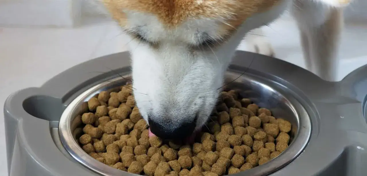 Un chien mange dans sa gamelle. Il a peut-&ecirc;tre un m&eacute;gaoesophage, ce qui rend l'alimentation plus difficile.