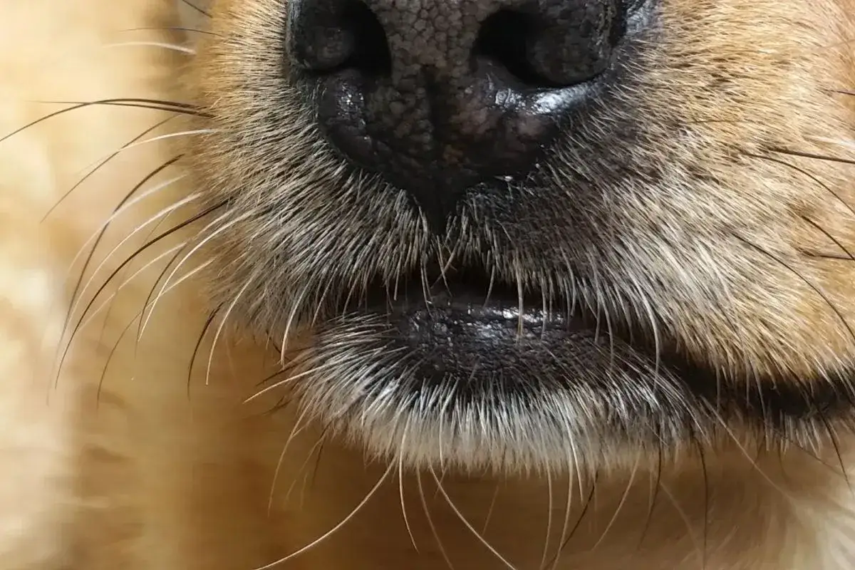 Gros plan sur le museau d'un chien, avec sa truffe humide et sa moustache touffue.