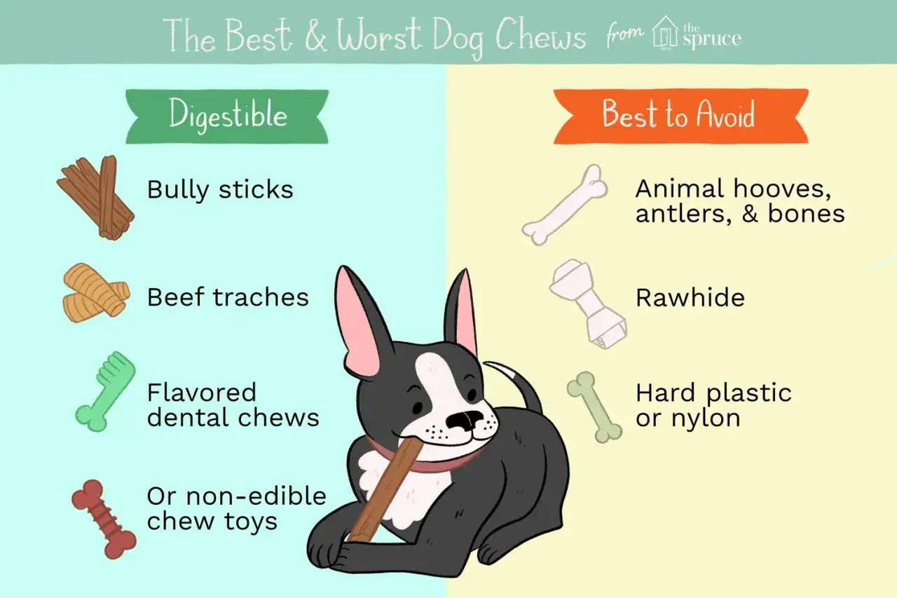 Un chien mâche un bâton. L'image compare les friandises digestes aux os à mâcher chien dangereux comme les sabots, bois de cerf et os.