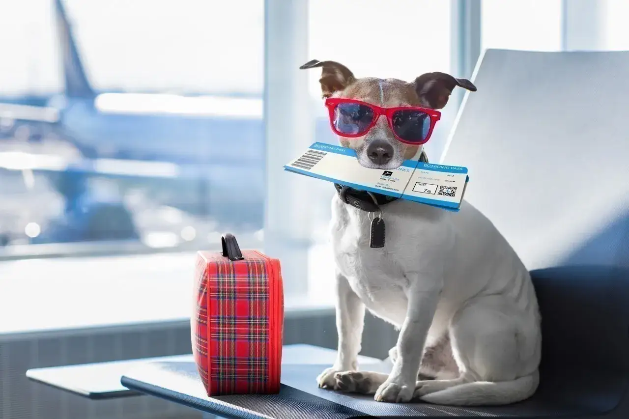 Chien avec lunettes et billets d'avion, prêt pour l'air transport animal. Le tarif est inclus dans son voyage.