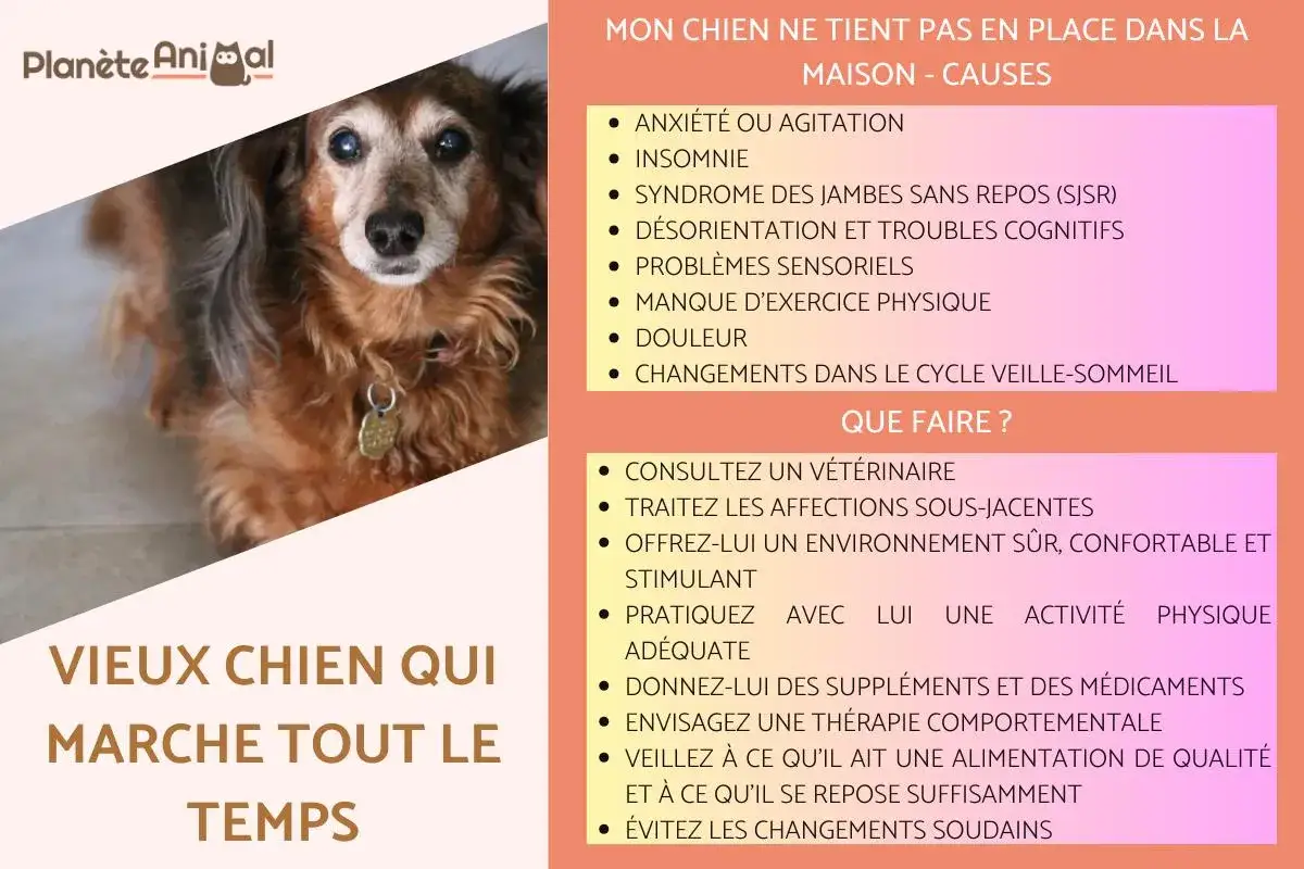 Un vieux chien au regard fatigué, sujet à la sénilité, agité dans la maison. Causes et solutions pour un chien âgé qui ne tient pas en place.