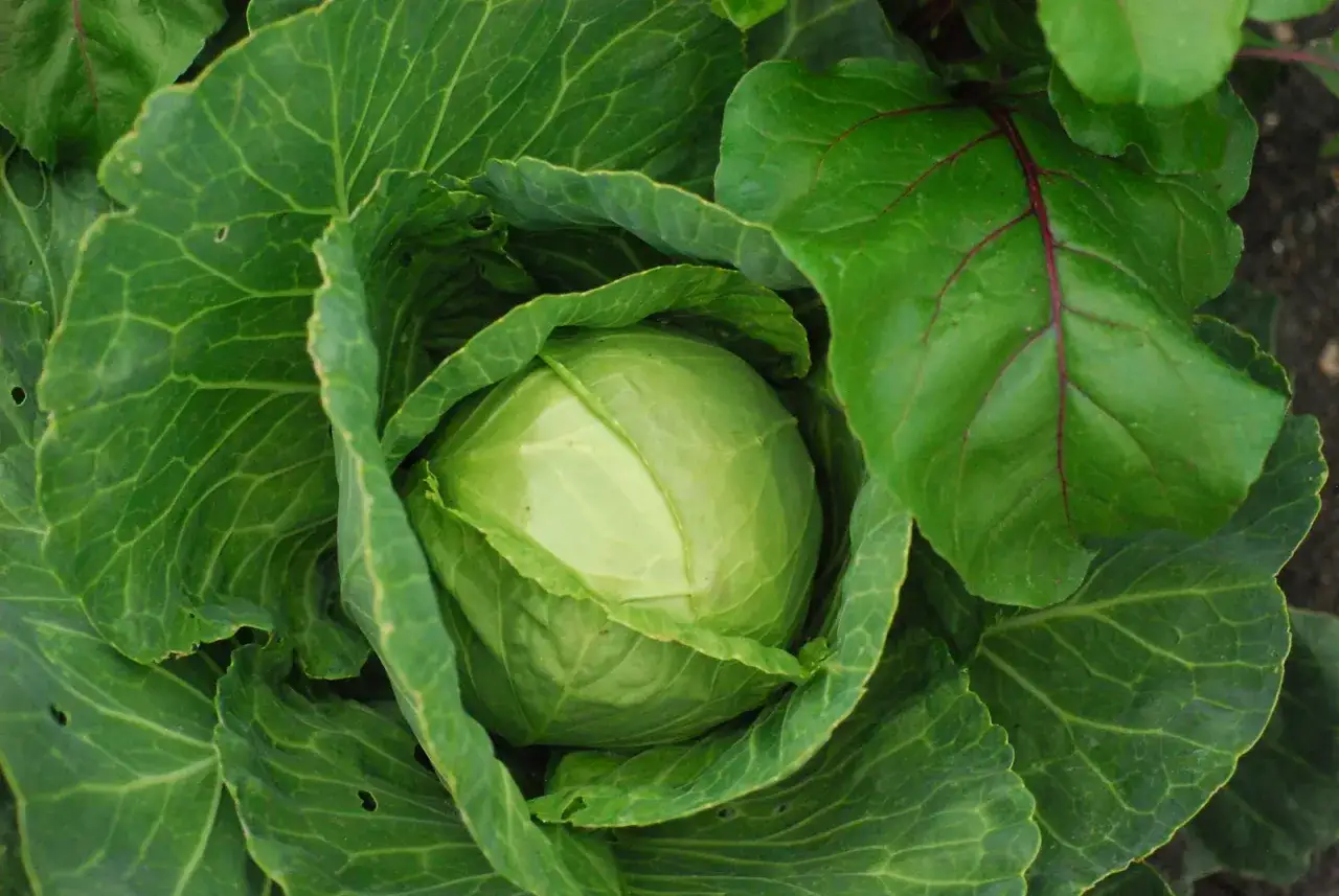 Gros choux vert, prêt à être dégusté. On dirait un petit choux chien, bien rond et dodu, entouré de feuilles luxuriantes.
