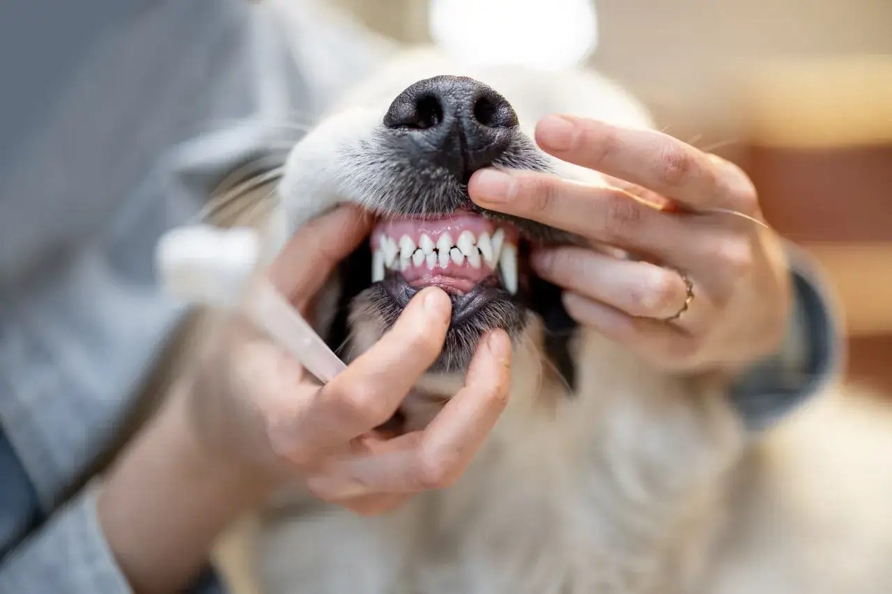 Examen des dents d'un chien. À quel âge un vieux chien perd ses dents ? Cela dépend de sa santé bucco-dentaire.
