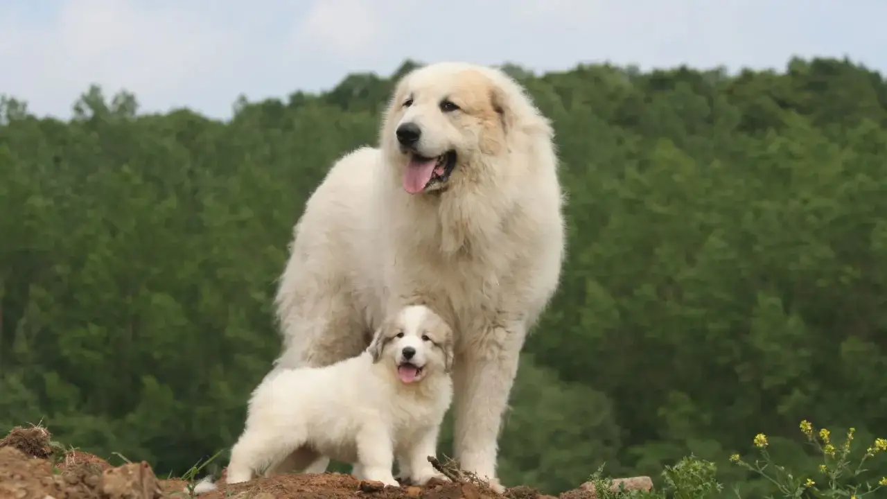 Deux chiens blancs, un adulte et un chiot, se tiennent sur une colline avec en arri&egrave;re-plan une for&ecirc;t dense, &eacute;voquant la beaut&eacute; sauvage de la montagne des Pyr&eacute;n&eacute;es.