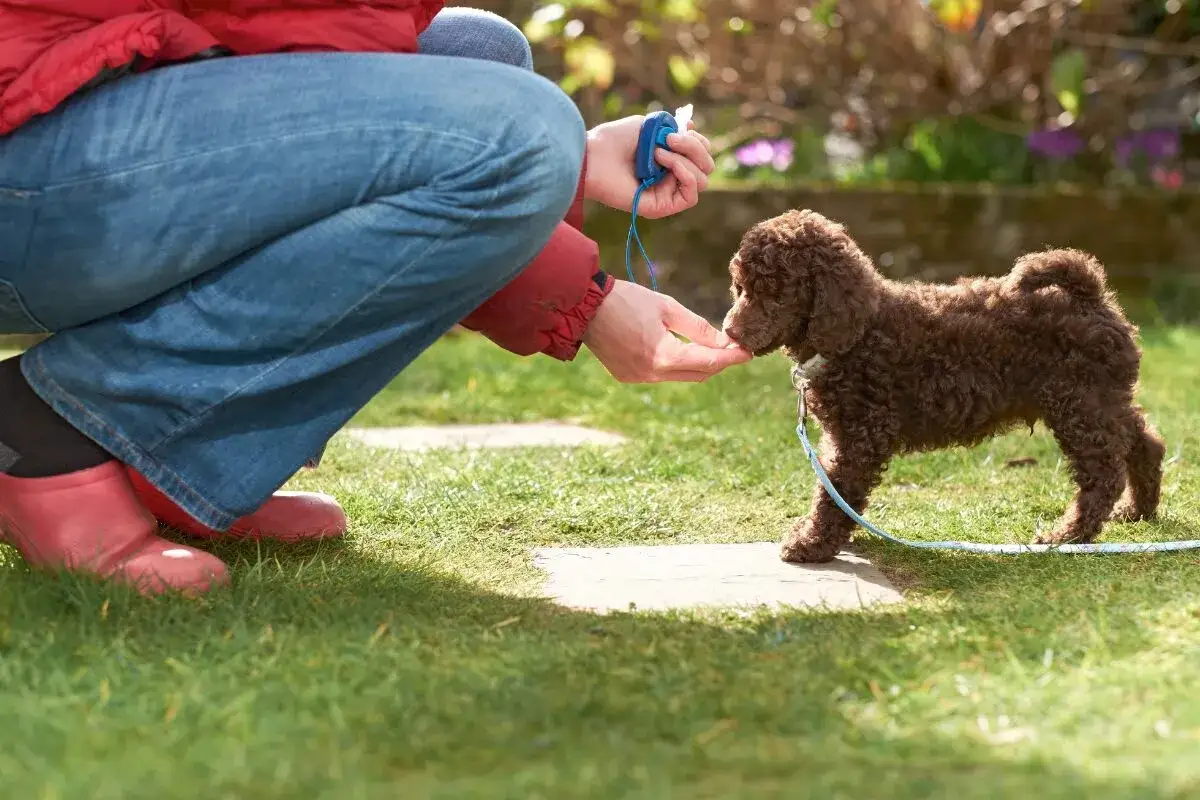 Une personne accroupie récompense un chiot marron avec une friandise, un moment clé pour la propreté du chiot.